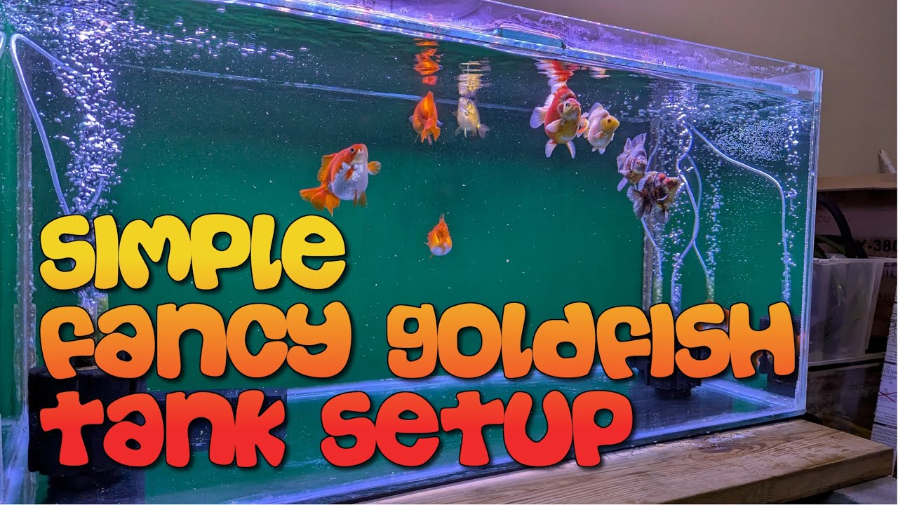 Simple Fancy Goldfish Tank Setup