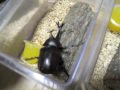 国産カブト飼育品サンプル４匹