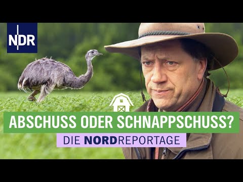 So jagt der Gepard | Reportage für Kinder | Anna und die wilden Tiere