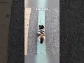 The size of the stripes will tell you what kind of a winter  #Shorts