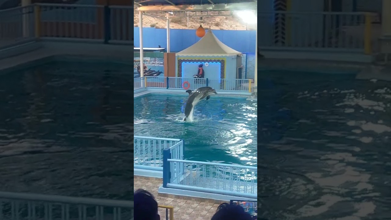 قفزة الدولفين المدهشة 🐬💦 | Dolphin Jump Show ✨ dolphin Show حديقة الحيوان الطائف &ndash; Part 1