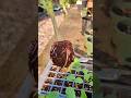 Clone ANY Plant with This Simple Trick