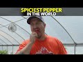 Spiciest Pepper In The World