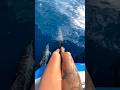 “Dolphins jahaj ke aage kyun tairti hain? 🐬😳”