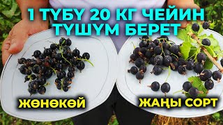 Карагаттын эң кирешелүүү жана түшүмдүү сорту