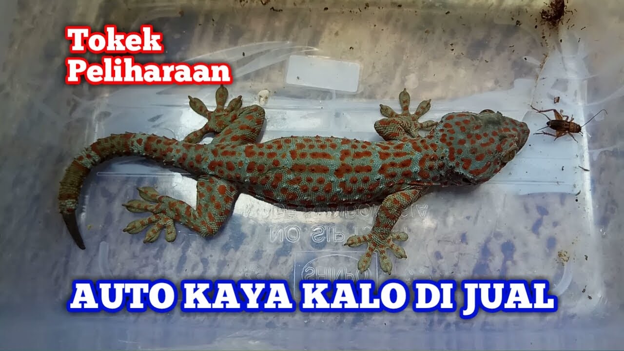 Akan Menjadi Tokek Termahal Di Dunia Jika Panjangnya Mencapai 45cm Youtube Akan Menjadi Tokek Termahal Di Dunia Jika Panjangnya Mencapai 45cm Youtube