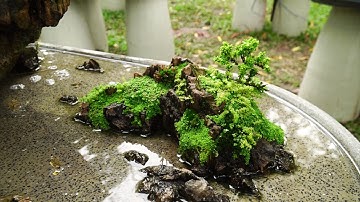 [Tiểu cảnh] - Hòn non bộ Vịnh Hạ Chiều Xuân | Hội Nuôi Trồng