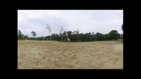 VR in the Zoo: Rotschild Giraffe - 8K 360 3D