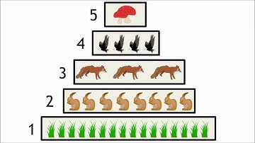 Trophic levels in an ecosystem - WELS (Waterpedia Environmental Learning Series)