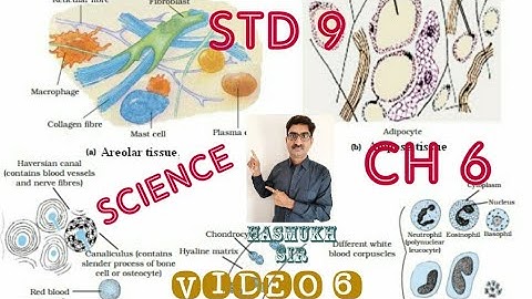 VIDEO:6 STD:9 SCIENCE CH:6 પેશીઓ