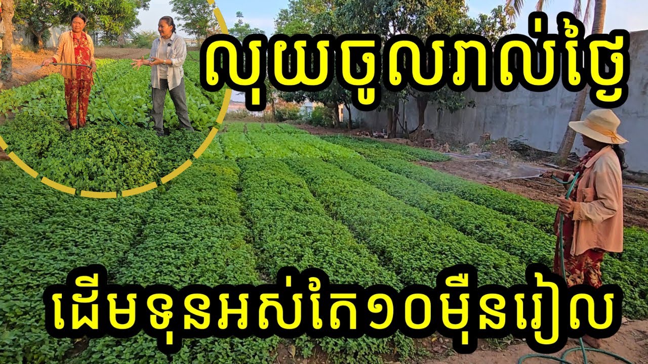 ជីអង្កាម - កសិកម្មតិចដើមទុន តែចំណេញរហូត!