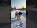 Footprints in the Snow #puppy #petshub #pets #navarasalens #snow #snowfall
