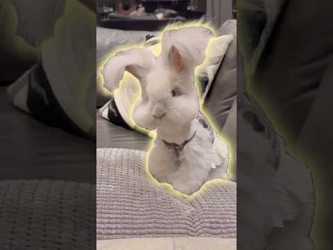 Meet The Fluffy Angora Bunny Animals Cute Shorts