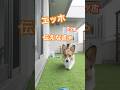 エッホエッホの歌ぽてとver.#shorts