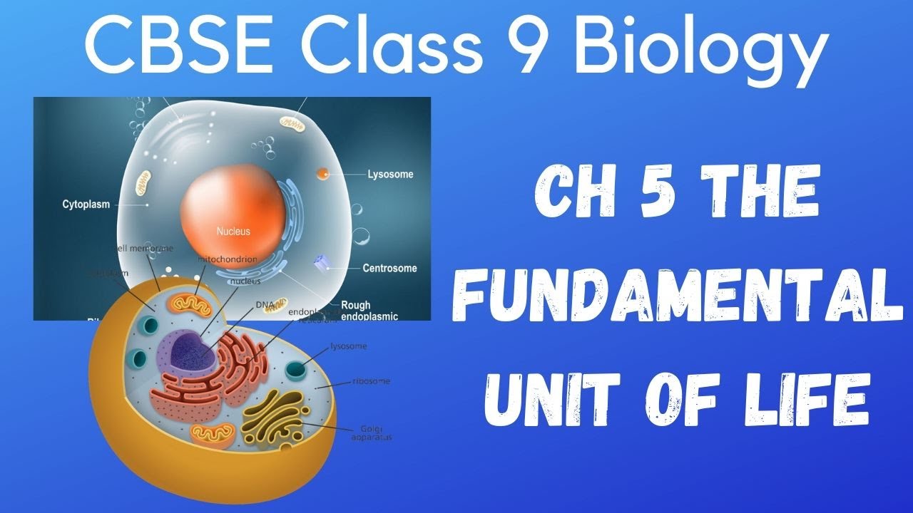 CBSE Class 9 Biology Ch 5 The Fundamental Unit Of Life | Part 2 ...