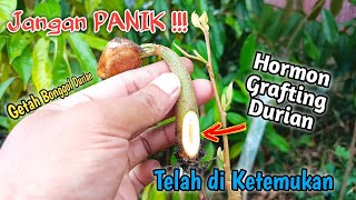 BARU DITEMUKAN ! Hormon Alami dari Getah Bonggol Durian untuk Sambung Pucuk 100% Berhasil