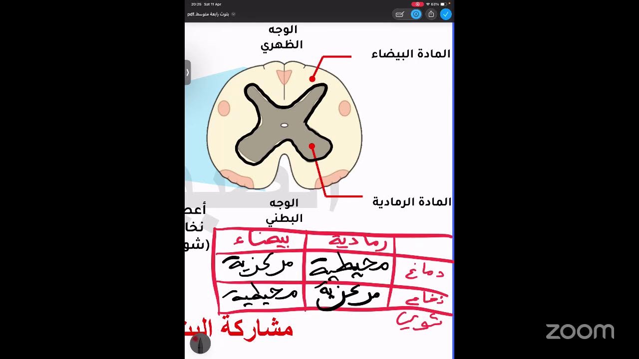 مراجعة الاتصال العصبي بيام 2026