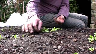 Mid April on Peter's Plot: Sowing Potatoes and Looking After Young Seedlings