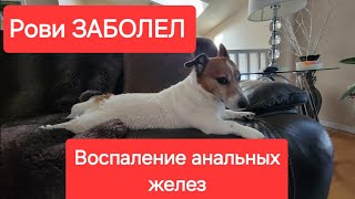 Джек Рассел Воспаления Параанальных желез/Госпиталь для животных.