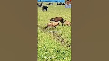 Trâu tấn công linh cẩu cứu nghé #shortvideo #animals #dongvat #thưgiãn #shorts #wildlife #vui