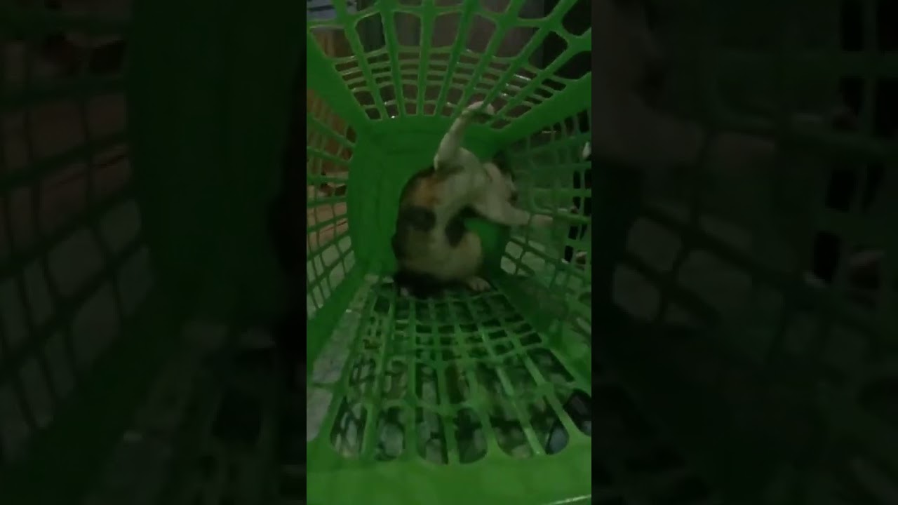 Tingkah lucu yellow,black,dan Simba ni