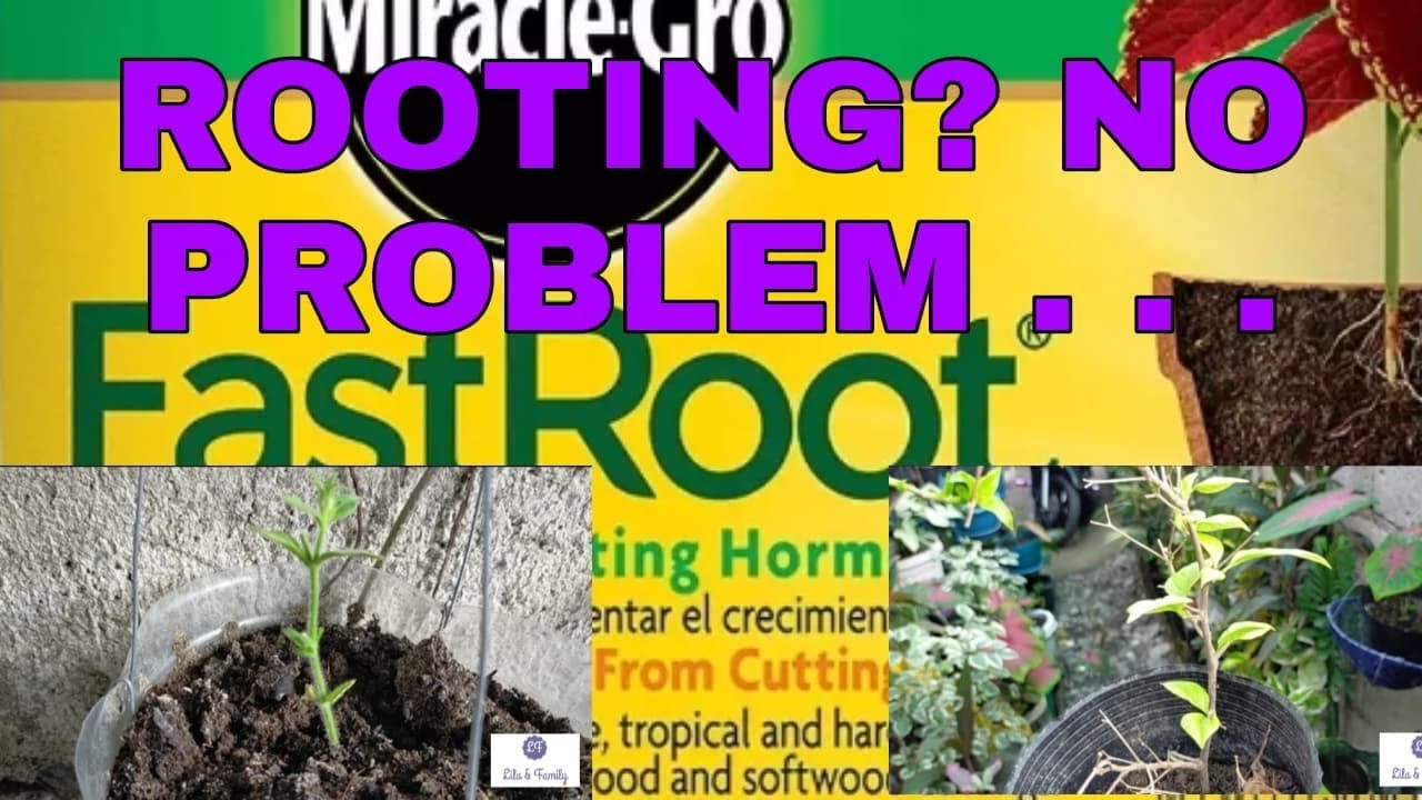 Fast Root Product Review YouTube fast-root-product-review-youtube