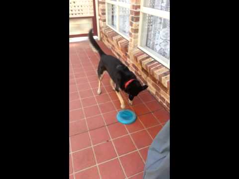Video: Gør katarakter hos hunde, der fører til blindhed?