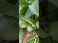 فاكهة البيبينو العجيبة! ازرعها في بيتك وتذوّق طعم المانجو والبطيخ معاfarming# #زراعت #plants #shorts