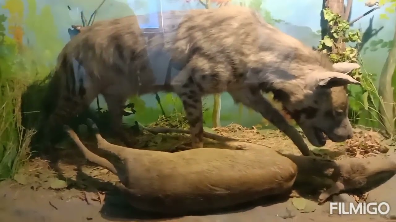 Tipu Sultan museum | Vellore | Tamil nadu | India🇮🇳