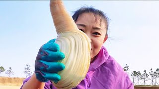 Geoduck & Lobster: Huge geoduck found on the beach, and an escaped lobster