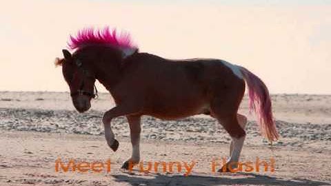 Little Hoofs Ireland