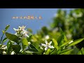 みかんの花咲く丘 / 川田 正子