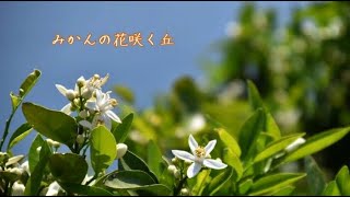 みかんの花咲く丘　／　川田 正子