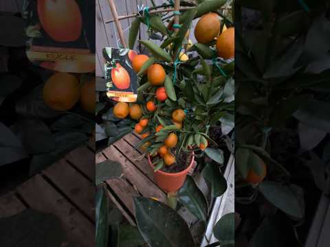 Апельсины, мандарины, лимоны