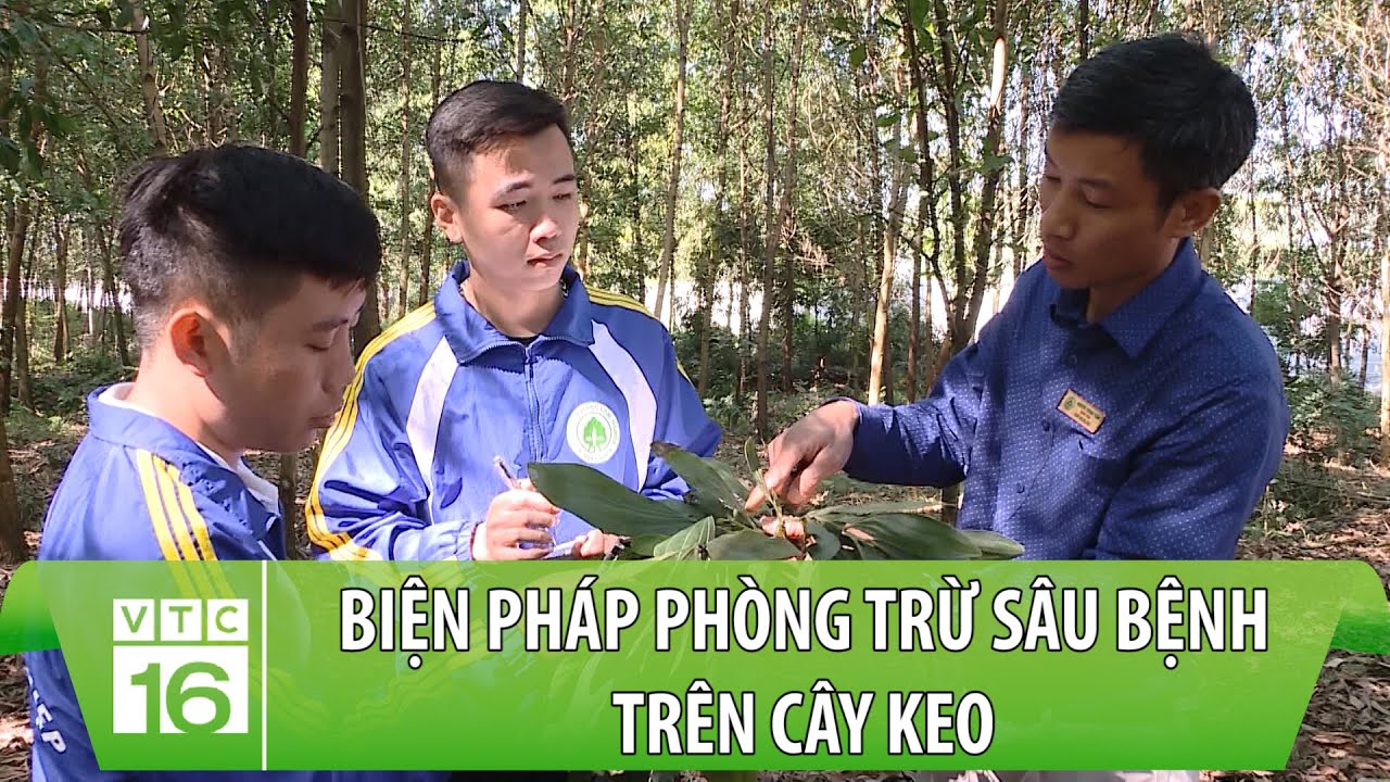 Biện pháp phòng trừ sâu bệnh trên cây keo | VTC16