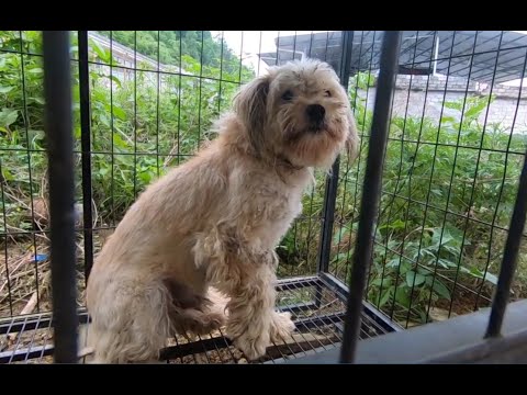 养了三年多的狗狗竟然下口咬主人 关几天让它长个教训 反省一下 Youtube 养了三年多的狗狗竟然下口咬主人 关几天让它长个教训 反省一下 Youtube