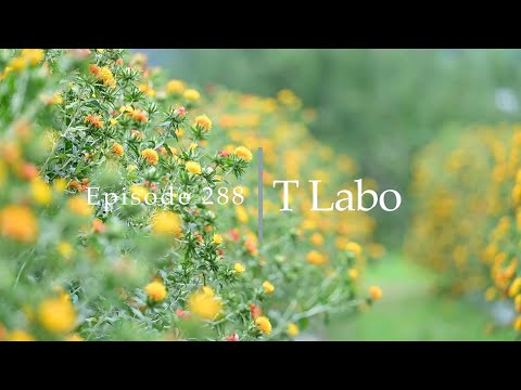 2025年7月　山形県　中山町の紅花と天童市の王将果樹園さんへ行ってみた。＃さくらんぼパフェ　＃紅花　＃王将カフェ　＃7月　＃山形