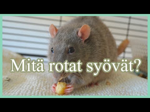 Video: Kuinka tehdä rotta nailonista uudelle vuodelle 2020