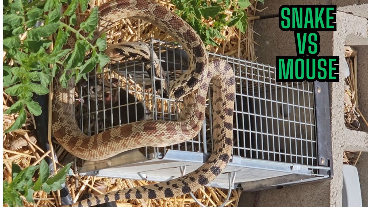 The Hungry Snake VS The Trapped Mouse - YouTube