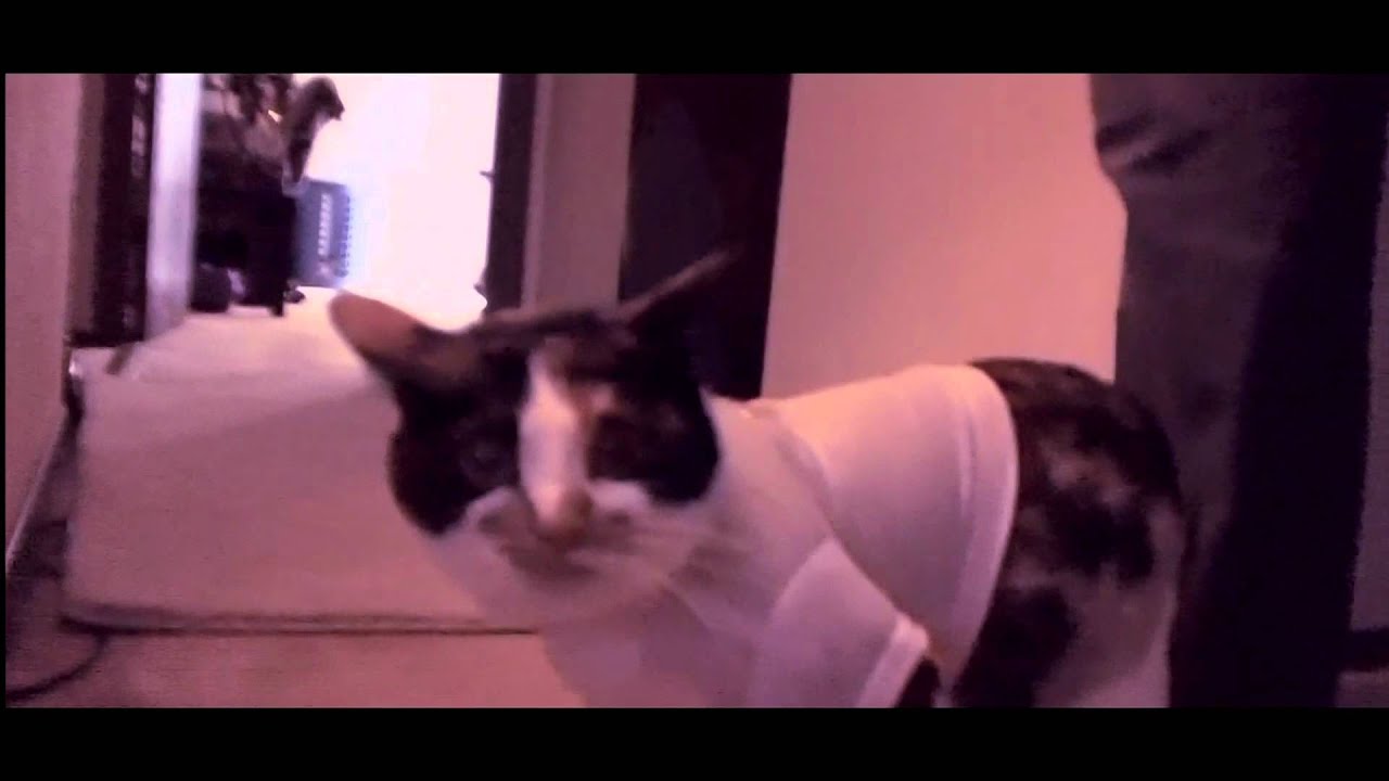 Cat hates clothes on YouTube