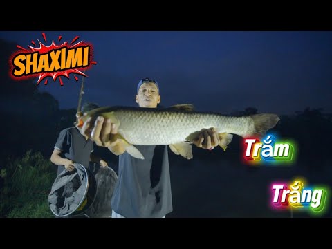 Câu Được Con Nào Làm Shaximi Con Đấy