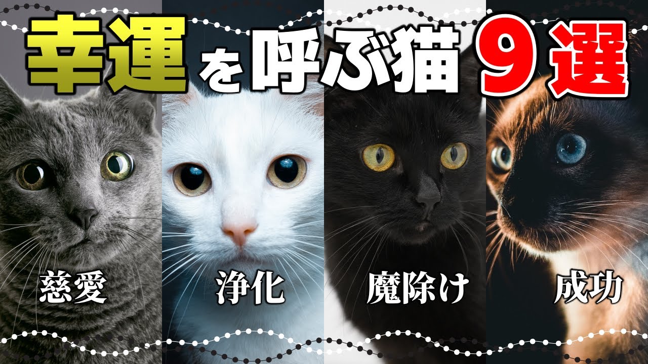 猫は幸せを招く！猫の毛色や模様のスピリチュアルな意味9選