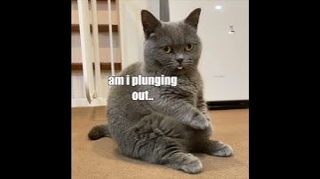 Existential Cattynip Crisis