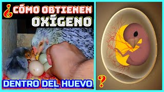 ▶ ¿Cómo puede respirar 1 pollito 🐣 dentro del huevo❓ | CURIOSIDADES