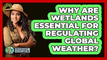 Why Are Wetlands Essential For Regulating Global Weather? - Ecosystem Essentials