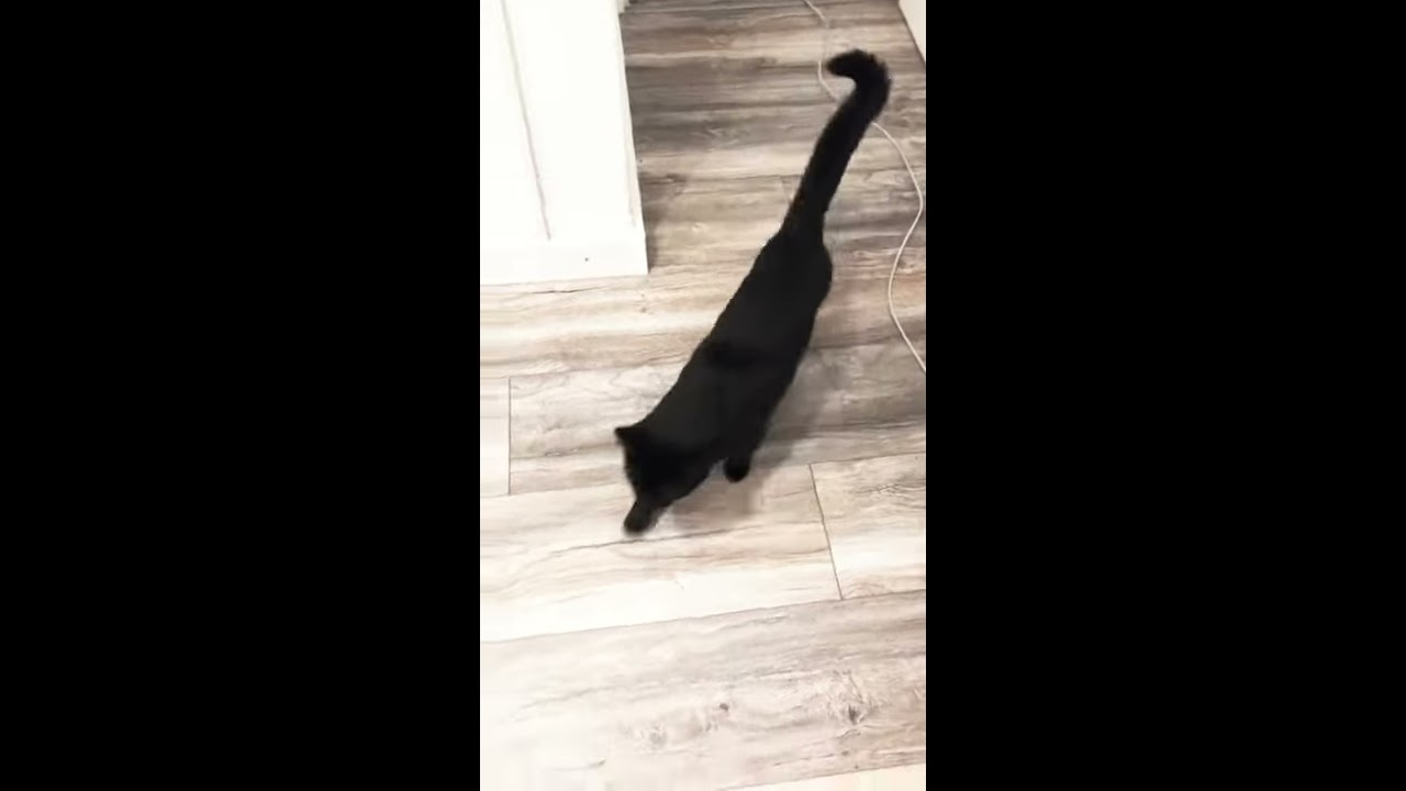 Black Cat Meowing Compilation