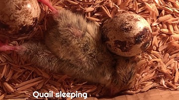 Ấp và Nở được 2 bé Cút con dễ thương quá! Incubate Quail eggs and  hatch 2 baby Quails.