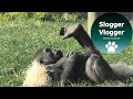 Gorilla Shufai, Lope And The Wood Wool