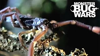 Red Forest Scorpion Vs Amblypygid | MONSTER BUG WARS