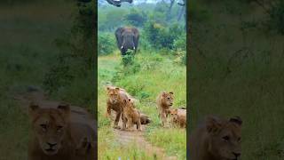 Mother Elephant Saves Baby From Lioness 😱🐘